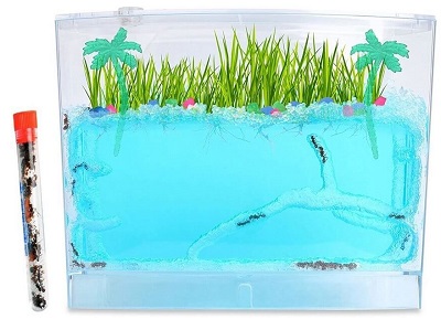 Blue Gel Ant Terrarium