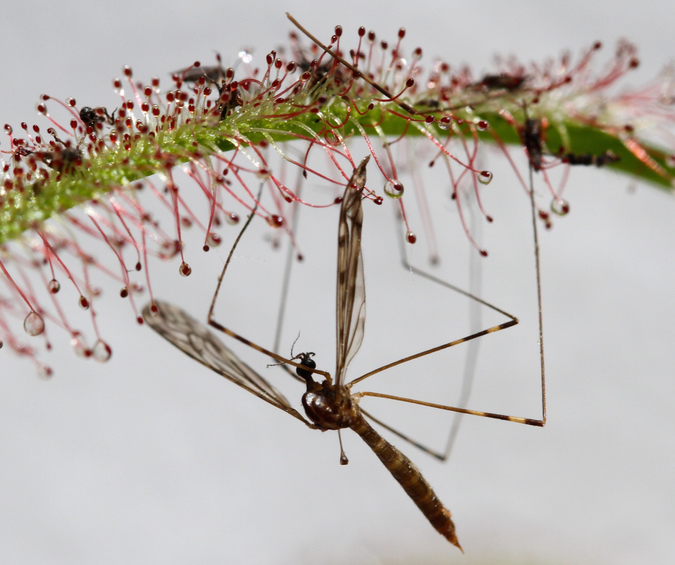 Live healthy adult sized Cape Sundew Plant ready to gobble a bug!