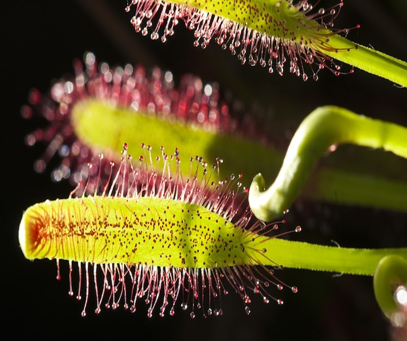 Live healthy adult sized Cape Sundew Plant