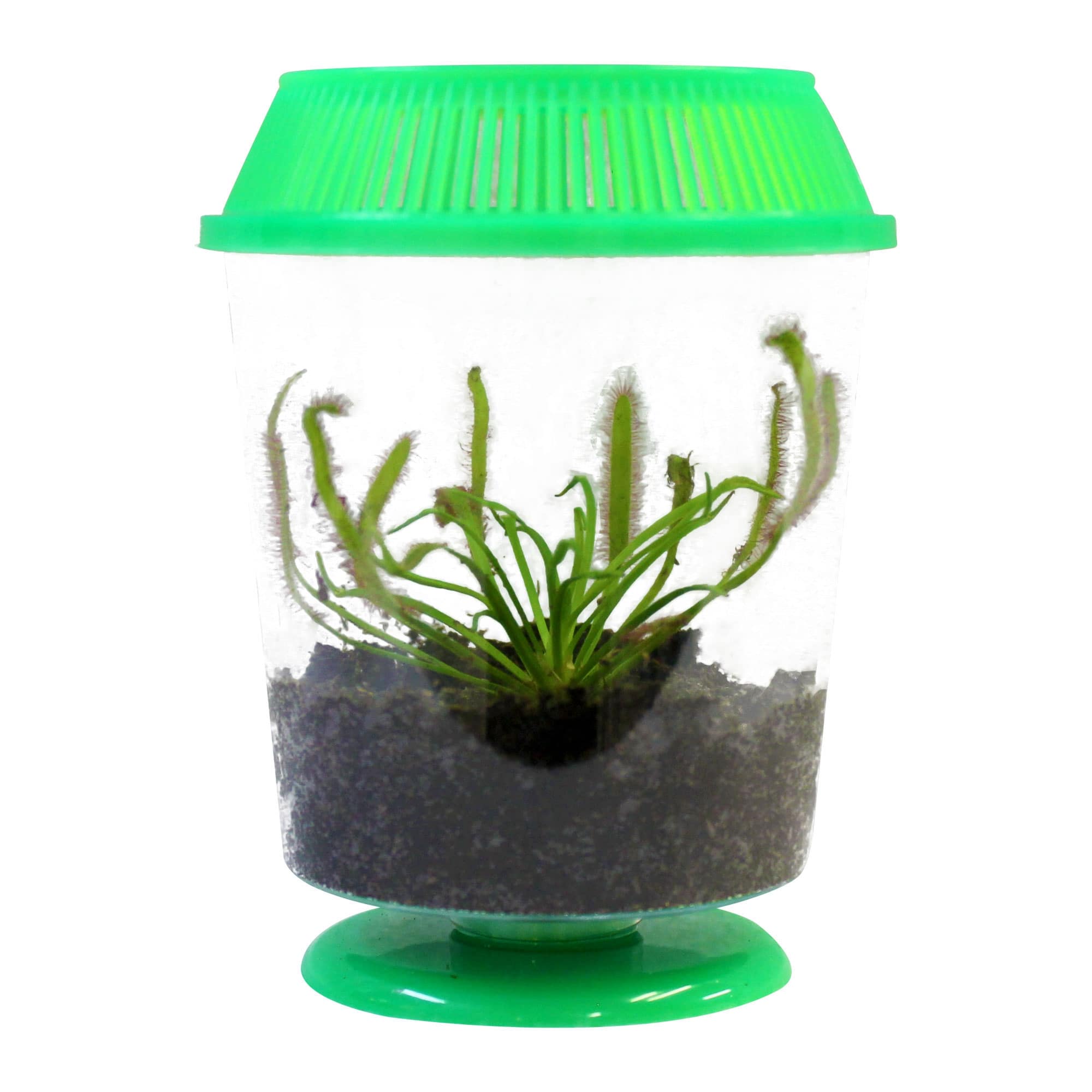Live healthy adult sized Cape Sundew Plant in Round Terrarium