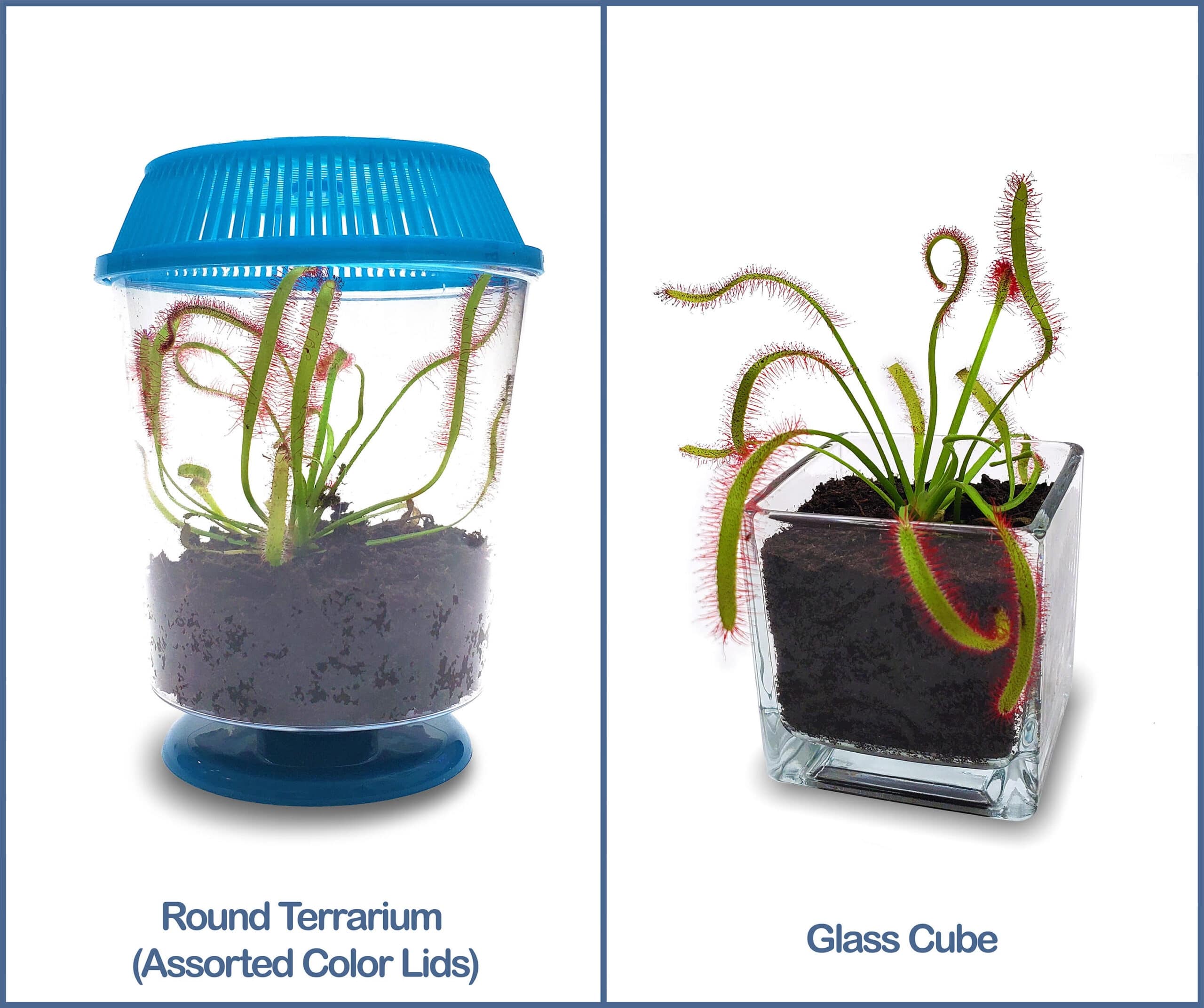 Live Cape Sundew Plants For Sale