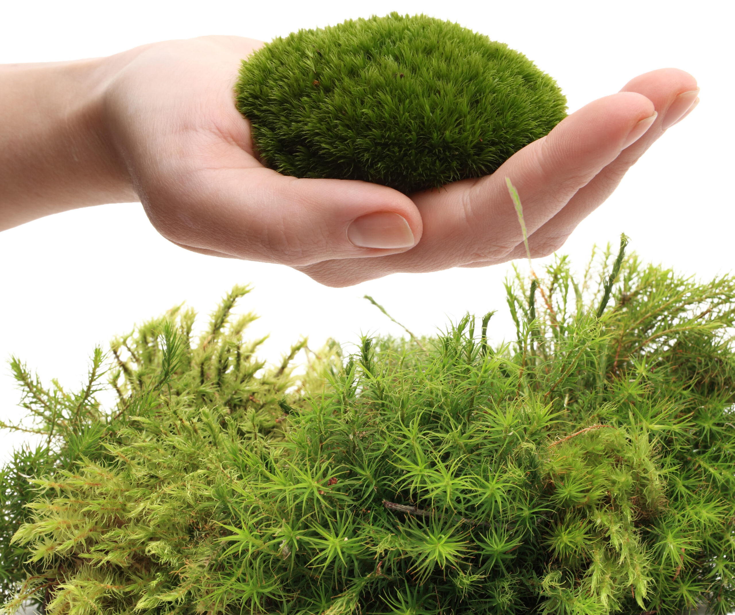 Live Moss for Terrarium Use: Variety Pack- Live and Growing!