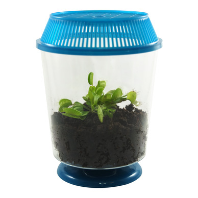 Venus Flytrap Kit, Live Venus Fly Trap Terrarium Included/DIY Beginner Friendly Starter Kit, Educational Growing Plant, Exotic Native