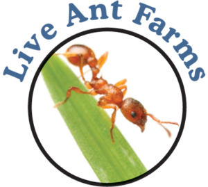 Ant Farm Kits