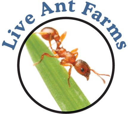 Ant Farm Kits with Ants for Sale: Buy Online: 15+ Years Shipping Live Ants.