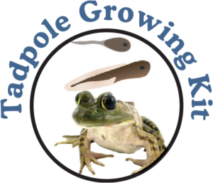 Live Tadpole to Frog Kit : Grow Your Own Frogs