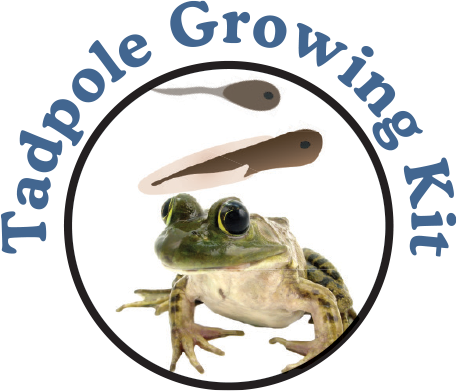 Tadpole to Frog Kit with Live Tadpoles Included! Exciting Frog Growing Kit!
