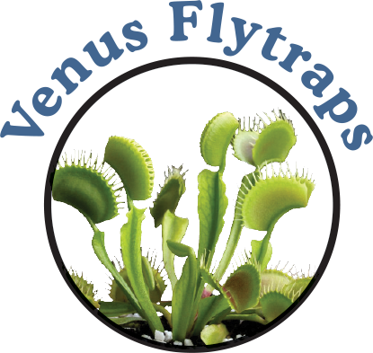 Venus Fly Trap Plants for Sale: Buy Online