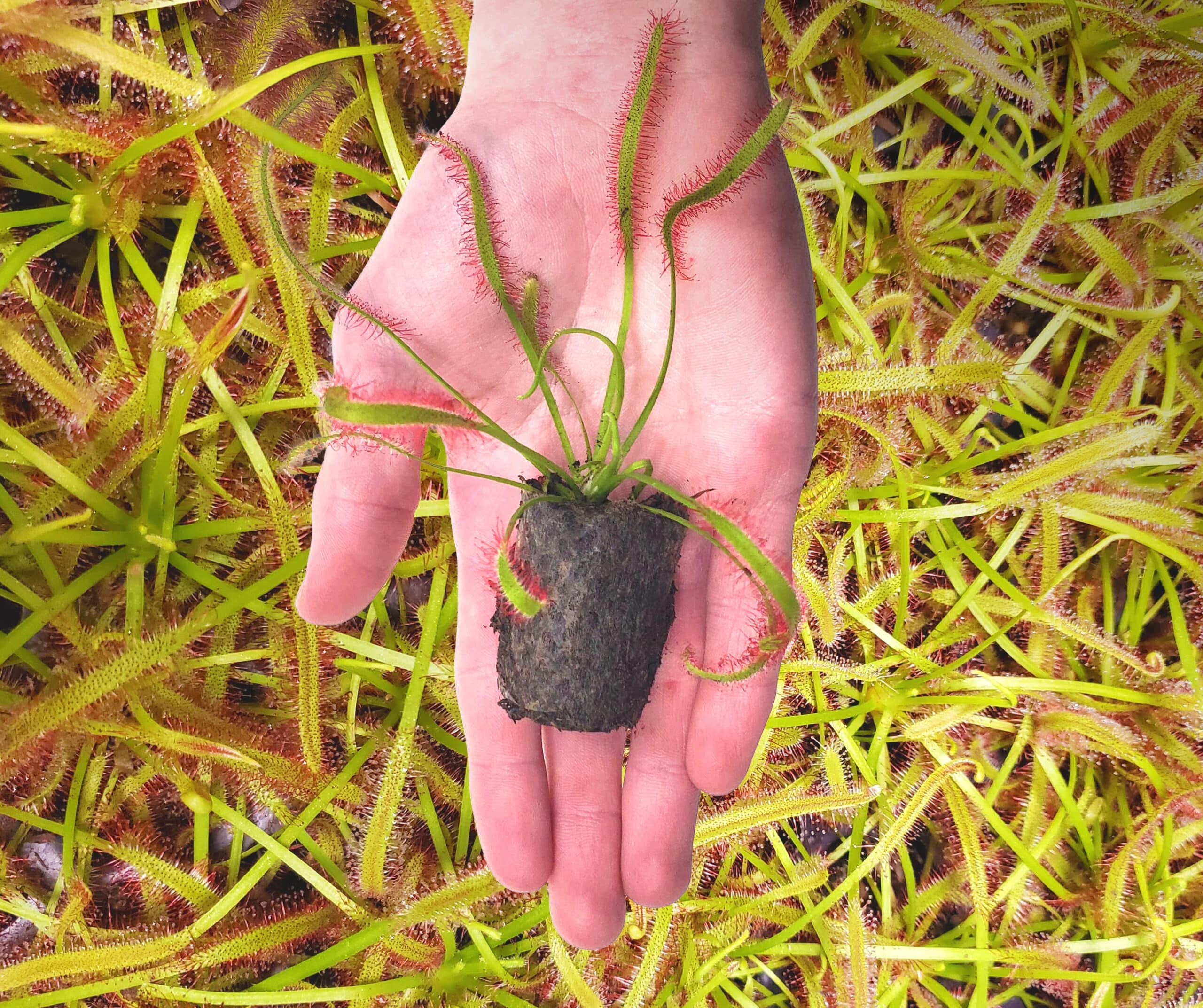 Add a Cape Sundew to Your Terrarium (Ready to Plant)