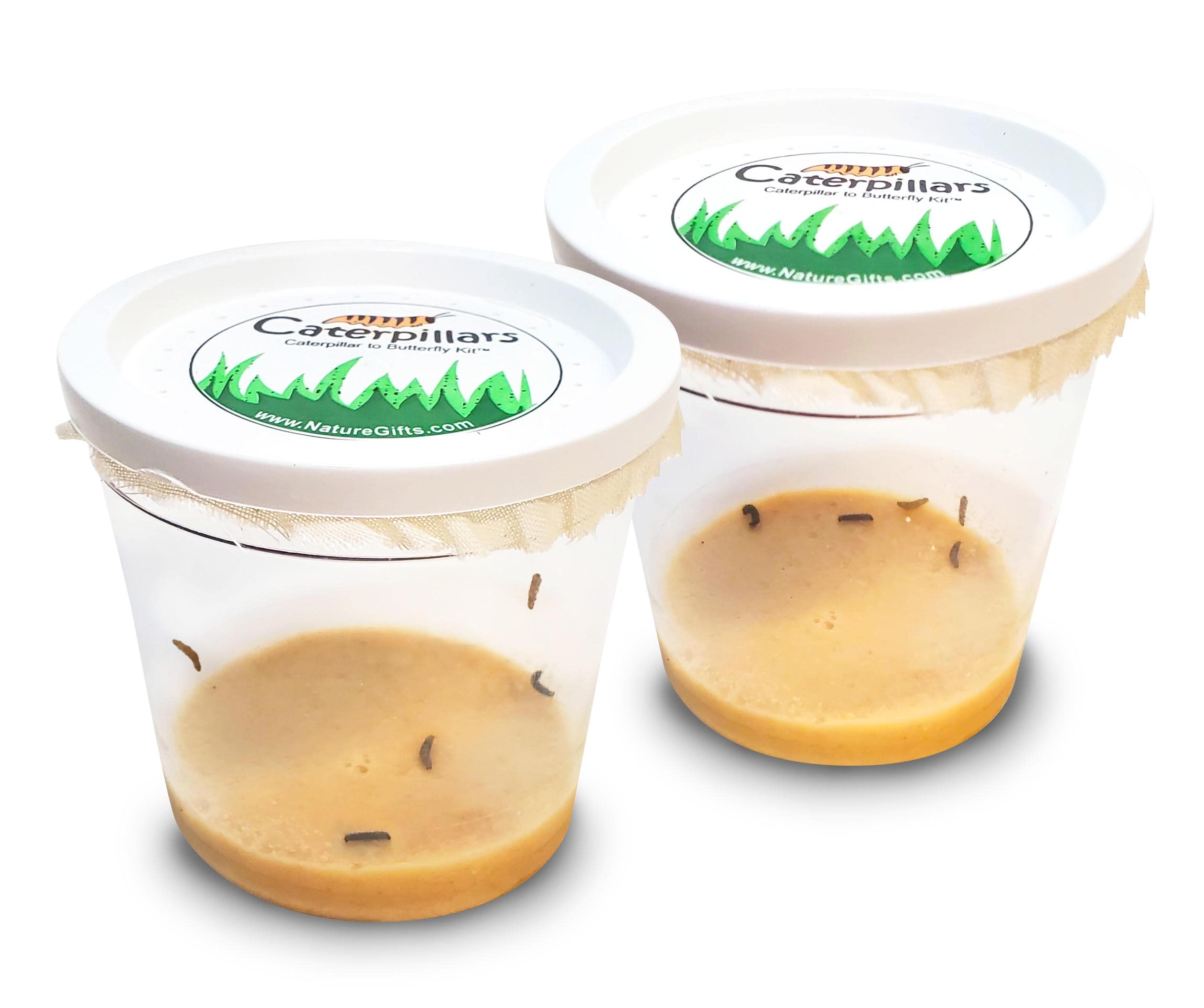 All supplies are included with our butterfly growth kit for sale online. Shipped with live caterpillars!