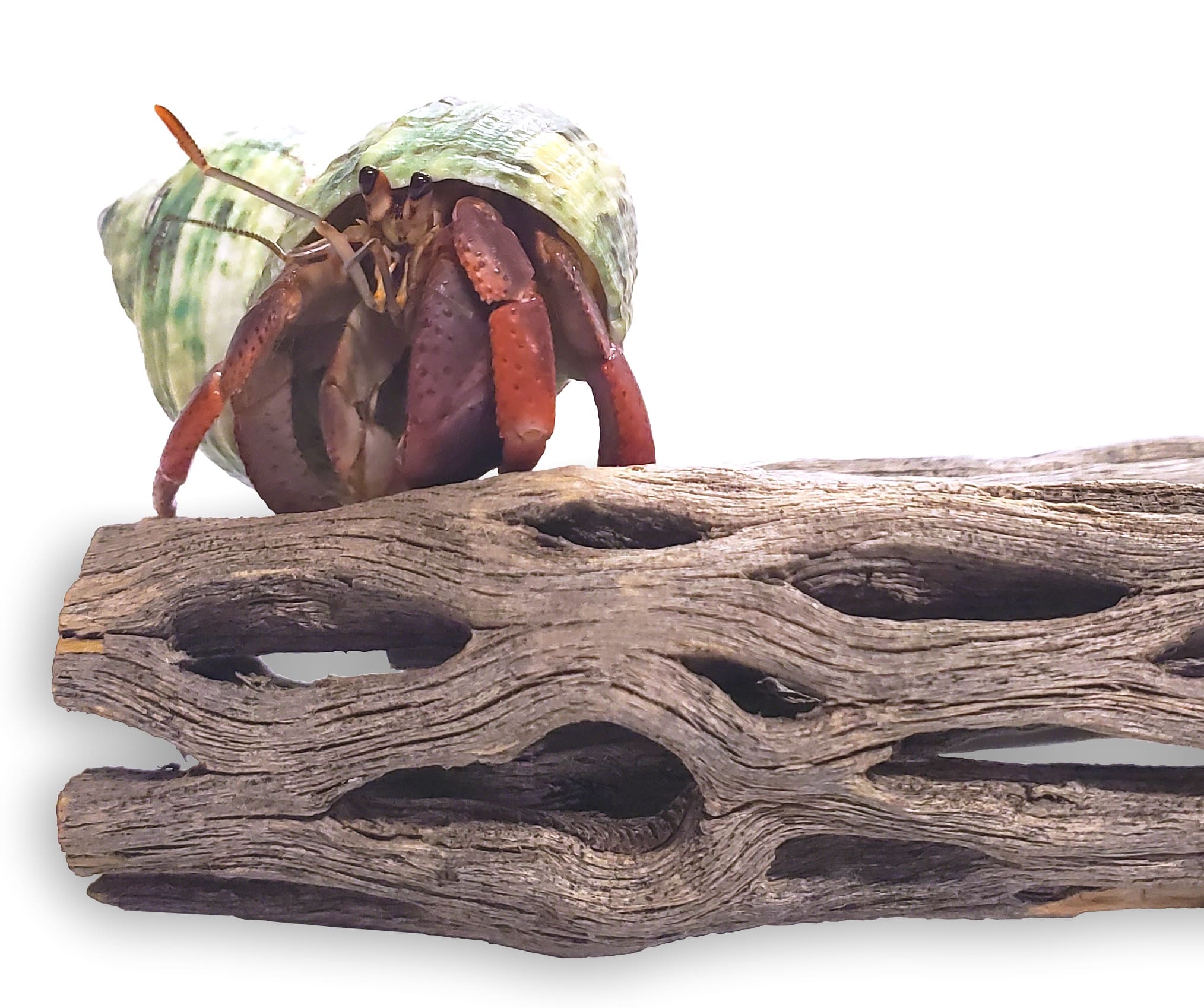 Cholla exercise logs for Hermit Crabs