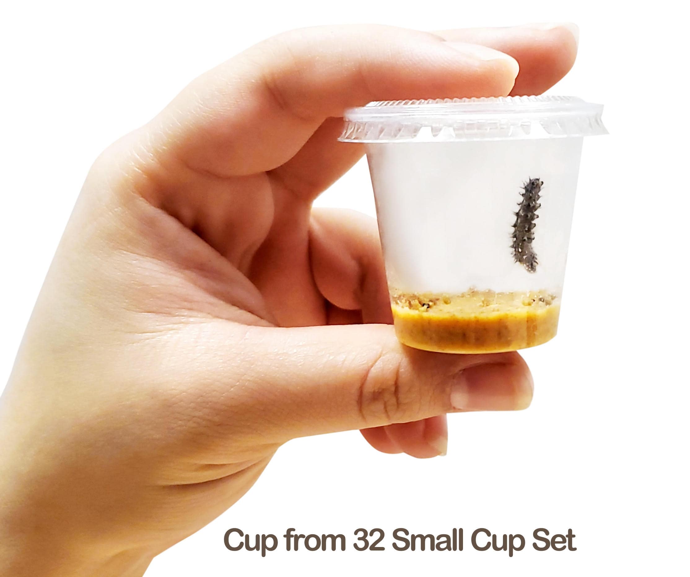 Refill your classroom butterfly kit with live Painted Lady caterpillars for the classroom plus all supplies!