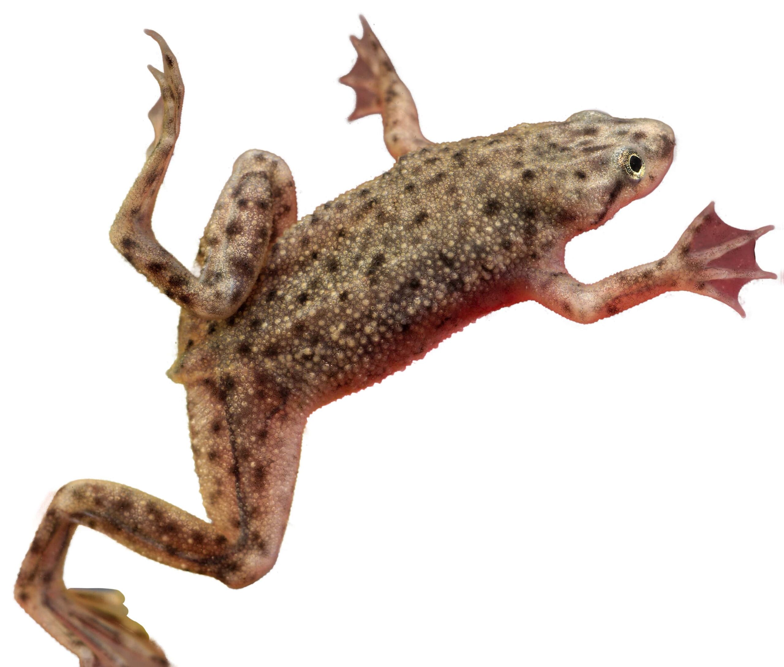 Healthy African Dwarf Frogs
