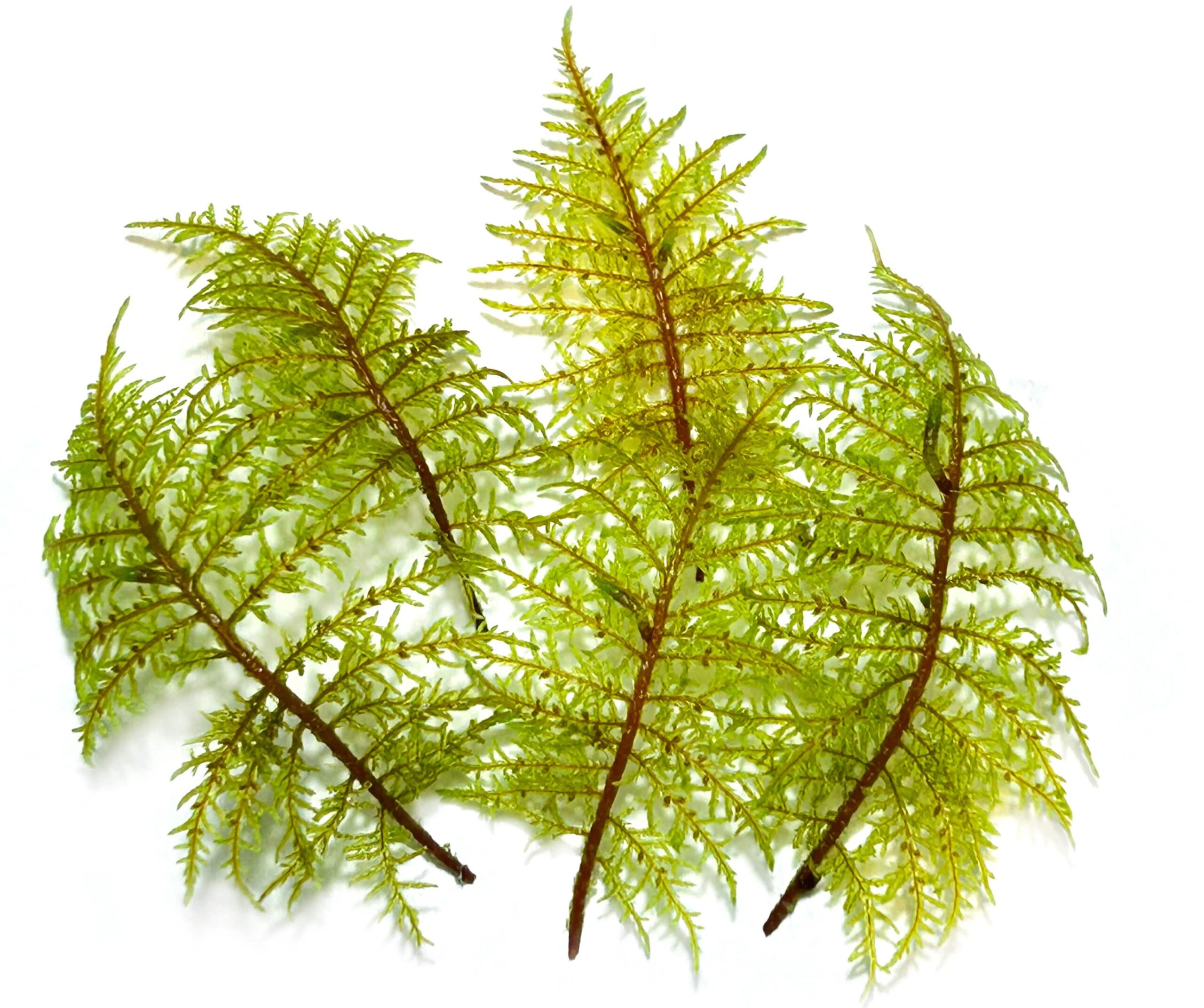 Live Mountain Fern Moss