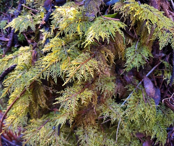 Bring the beauty of the wild into your terrarium