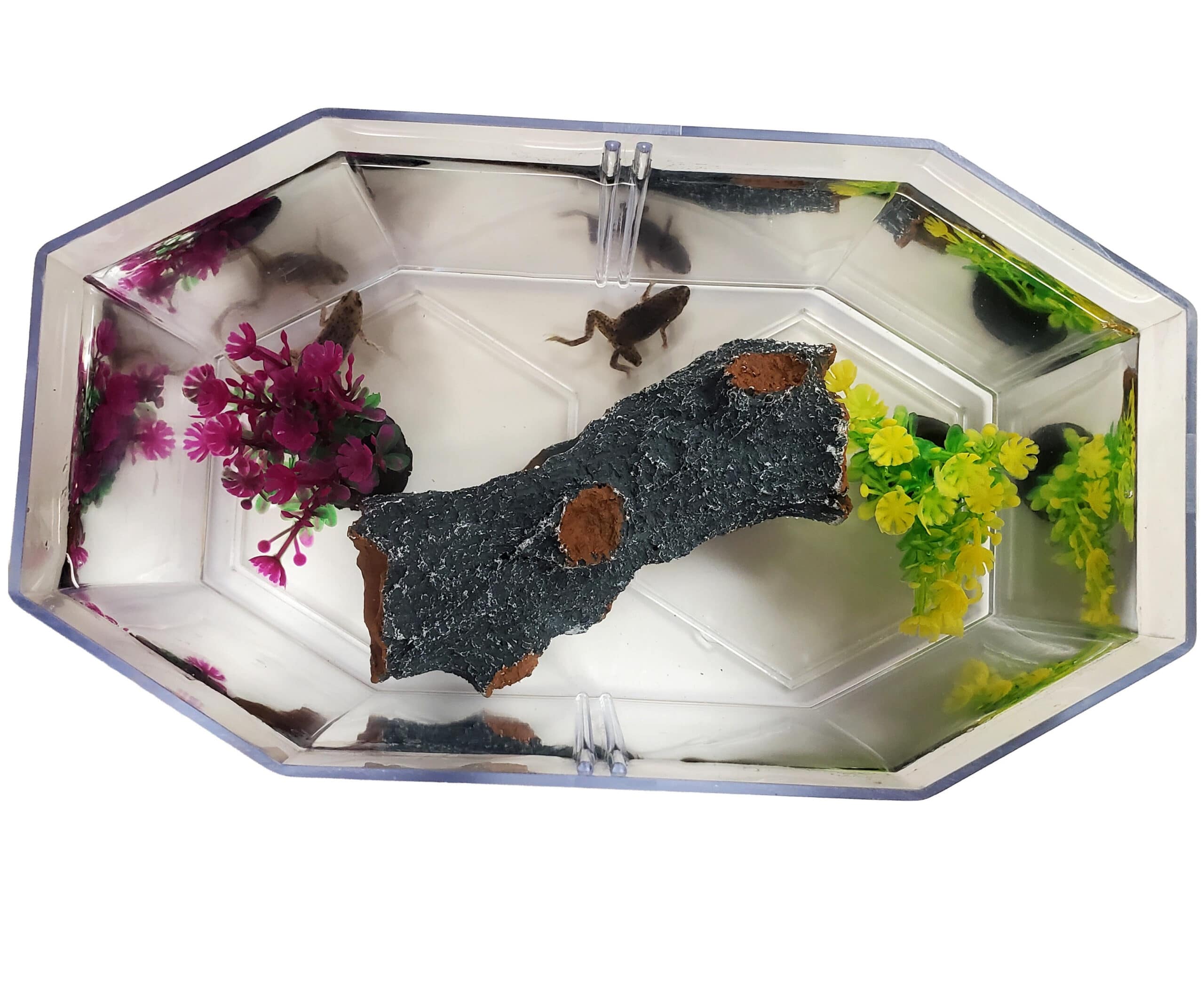 Aquatic Frog Tank inside view
