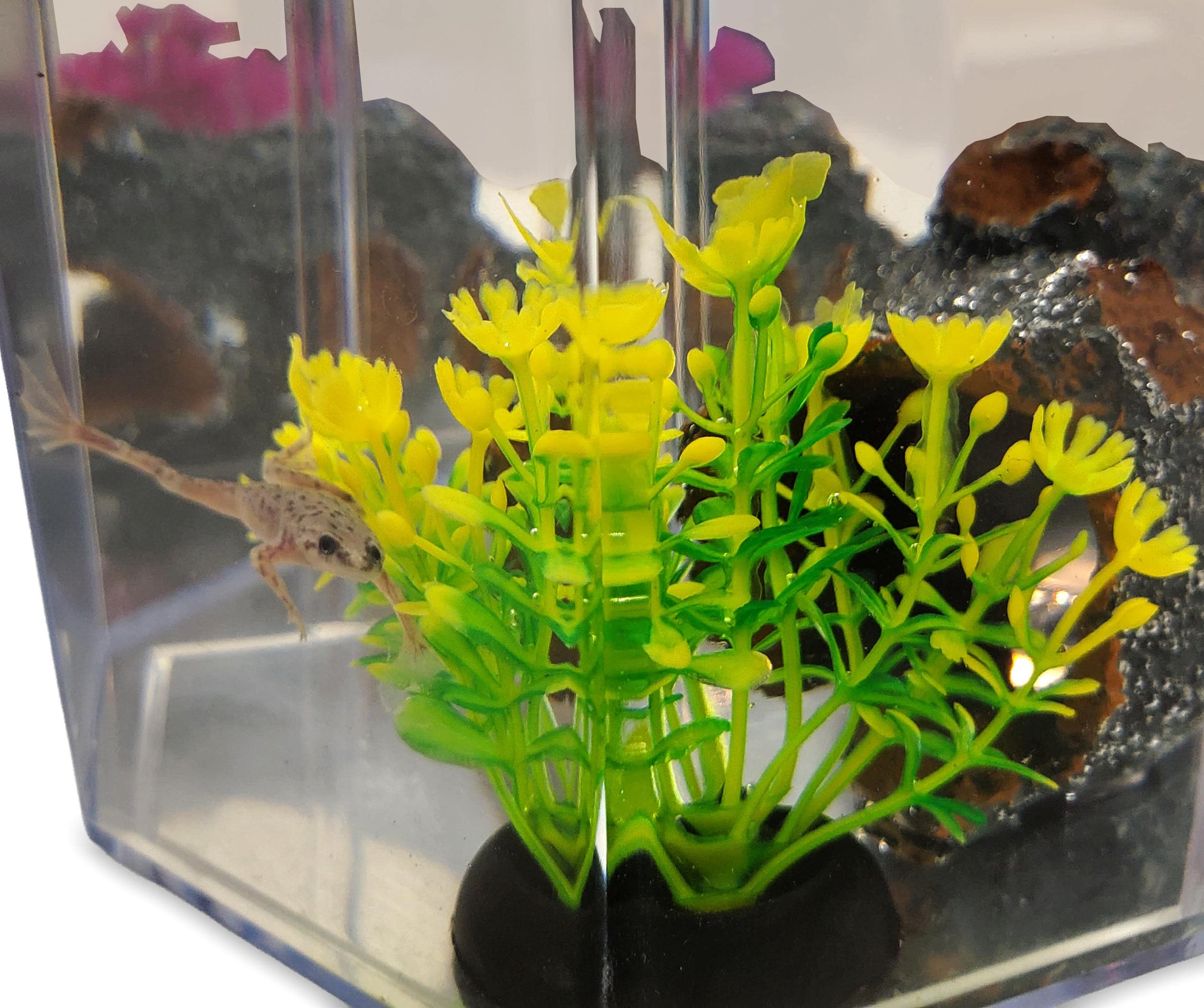 Healthy African Dwarf Frog in tank