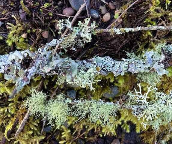 Live Lichen Sticks real view