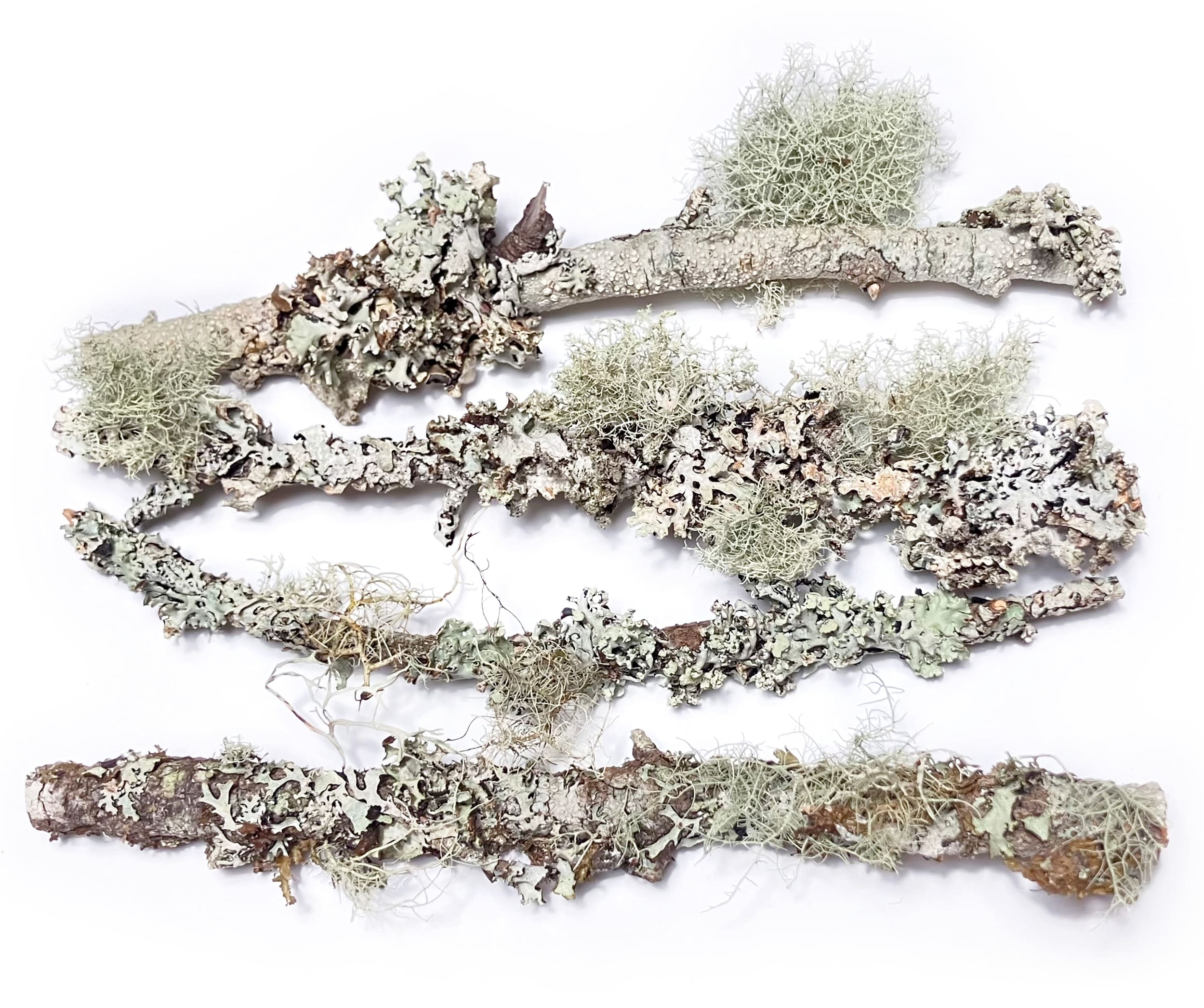 These 4 carefully selected 6-inch sticks are covered in live lichen, offering a unique and organic way to enhance any miniature ecosystem.