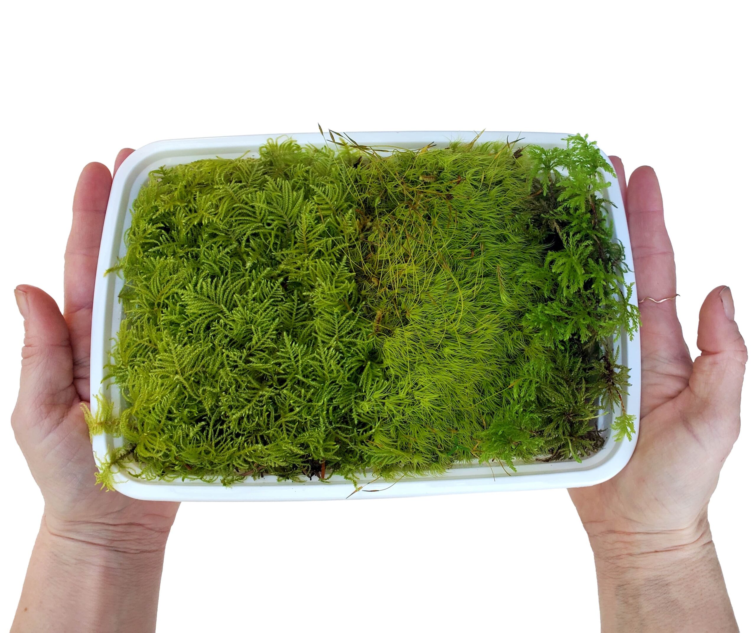 A 9”x7” tray packed with fresh moss