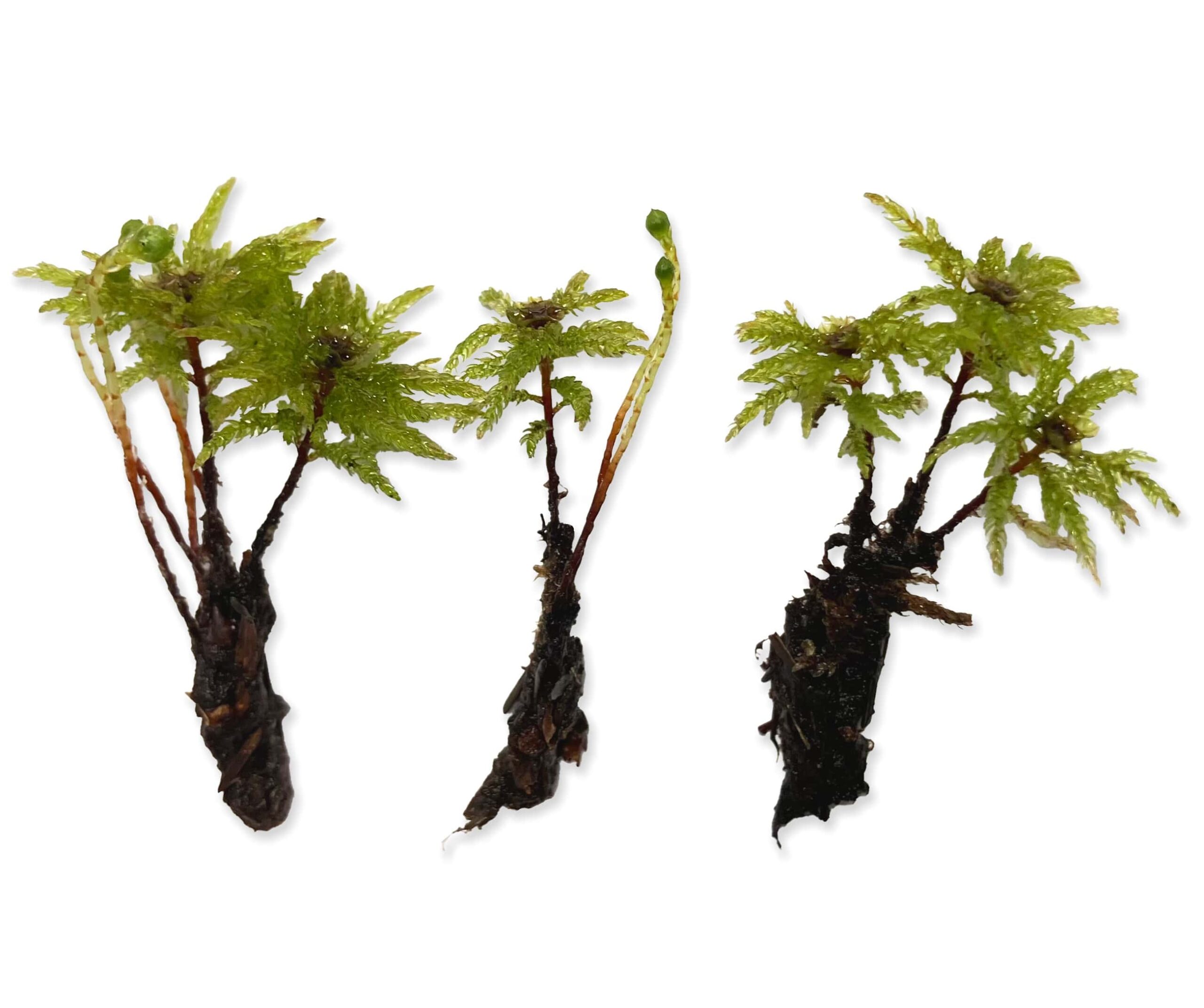This rare and visually striking live tree moss arrives as 3 clusters