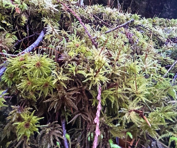 Tree-like structure resembling miniature palm trees