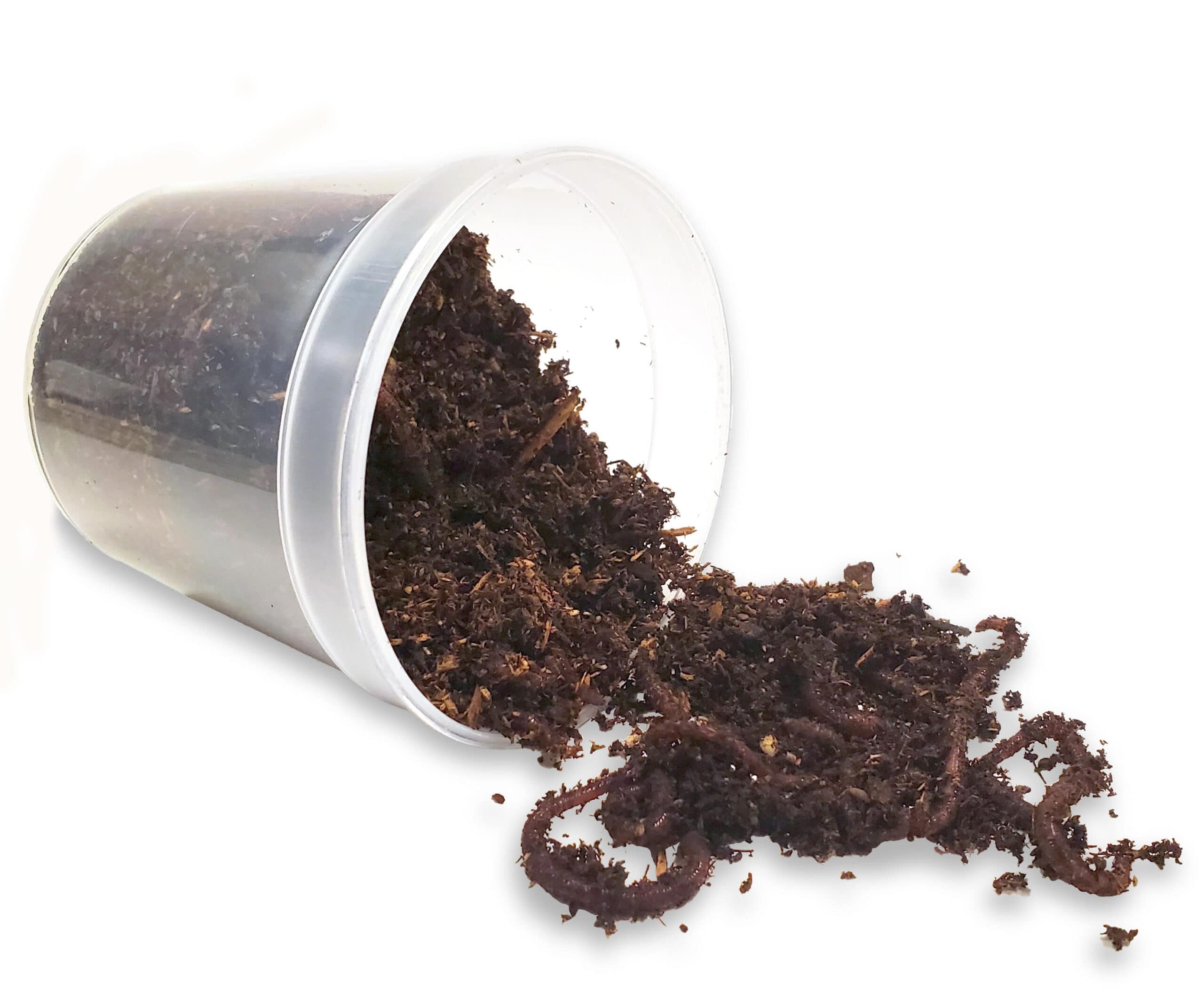 Live Red Worms on floor