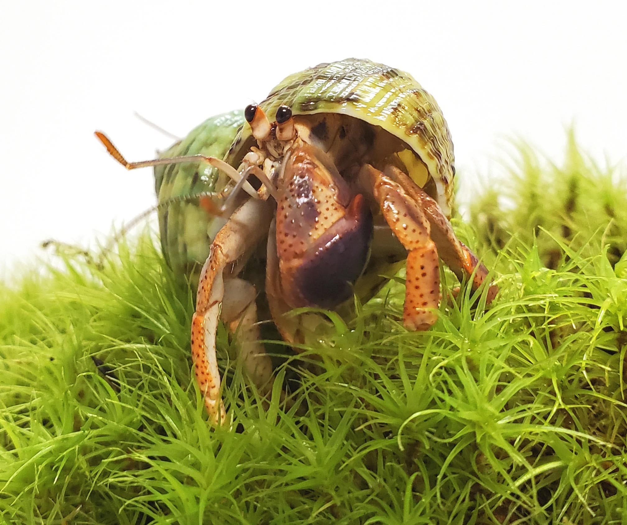 Hermit crab on moss