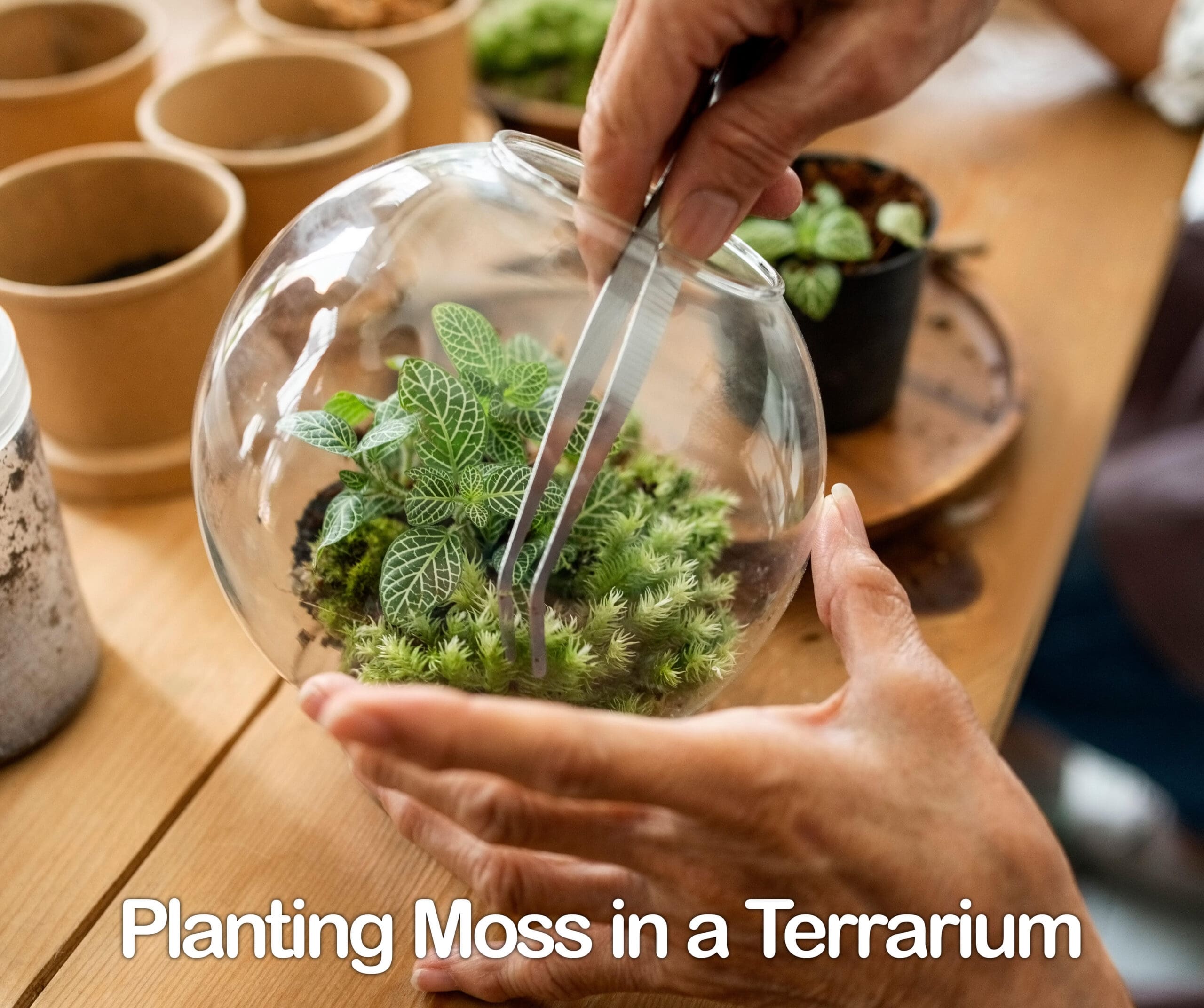 planting moss in a terrarium