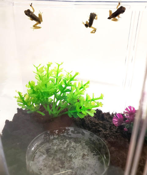 Tadpole to Frog Kit with Live Tadpoles Included! Exciting Live