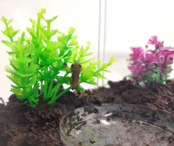 Tadpole to Frog Kit with Live Tadpoles Included! Exciting Live