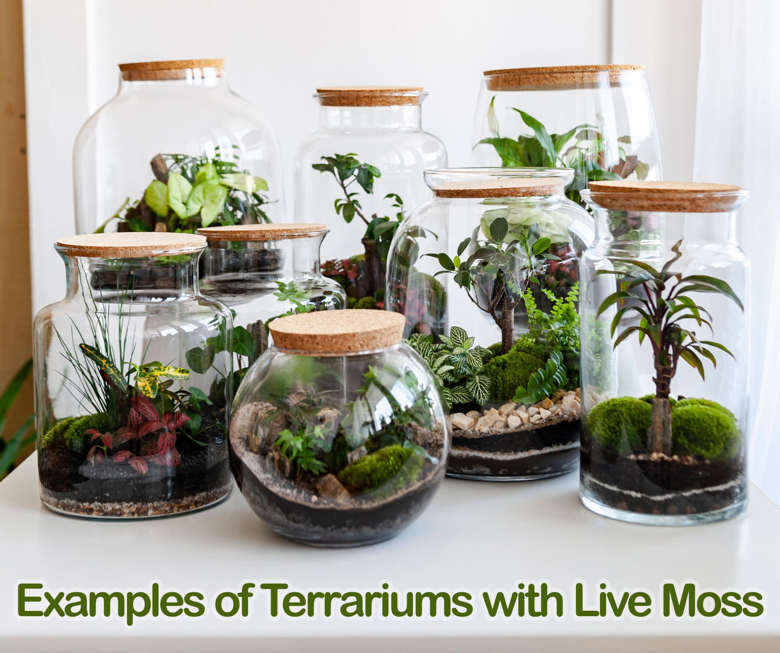 Terrarium with our Live Moss for Terrarium use