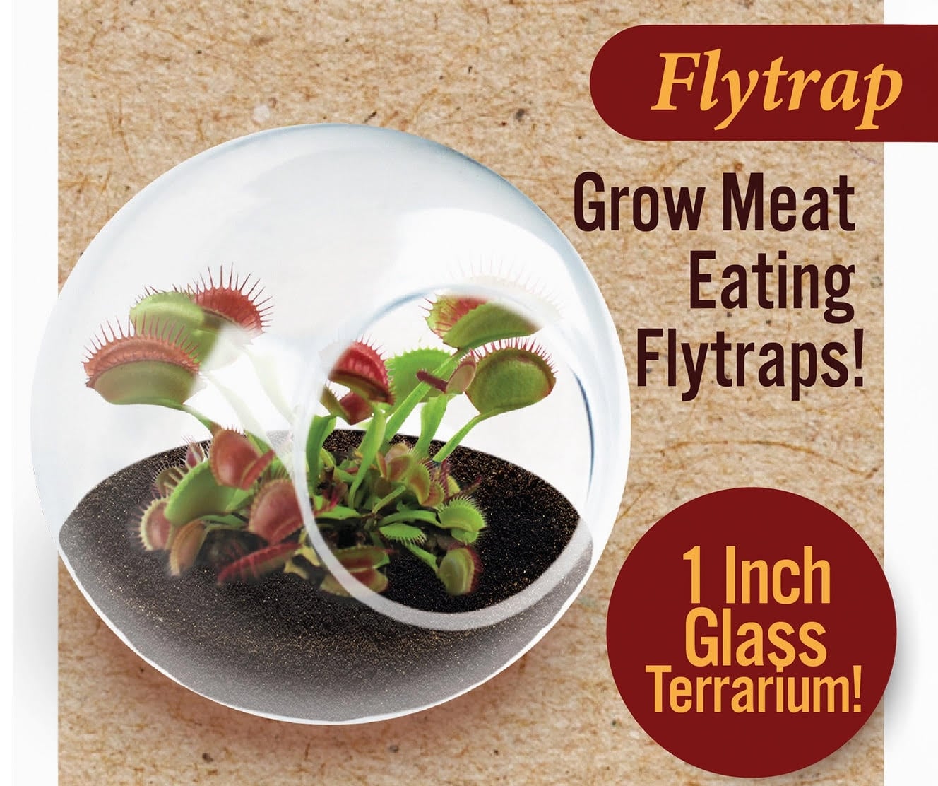 Mini Terrarium with Fly Trap Seeds
