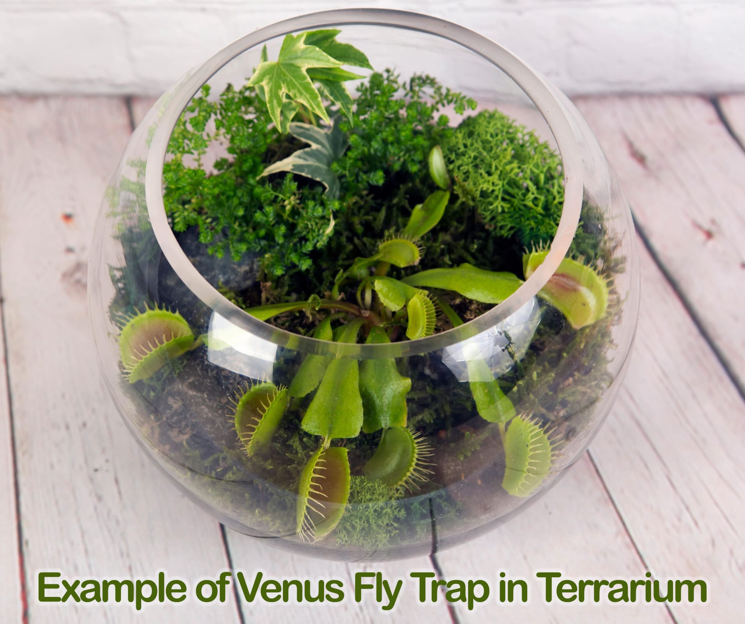 Venus Fly Trap in Terrarium