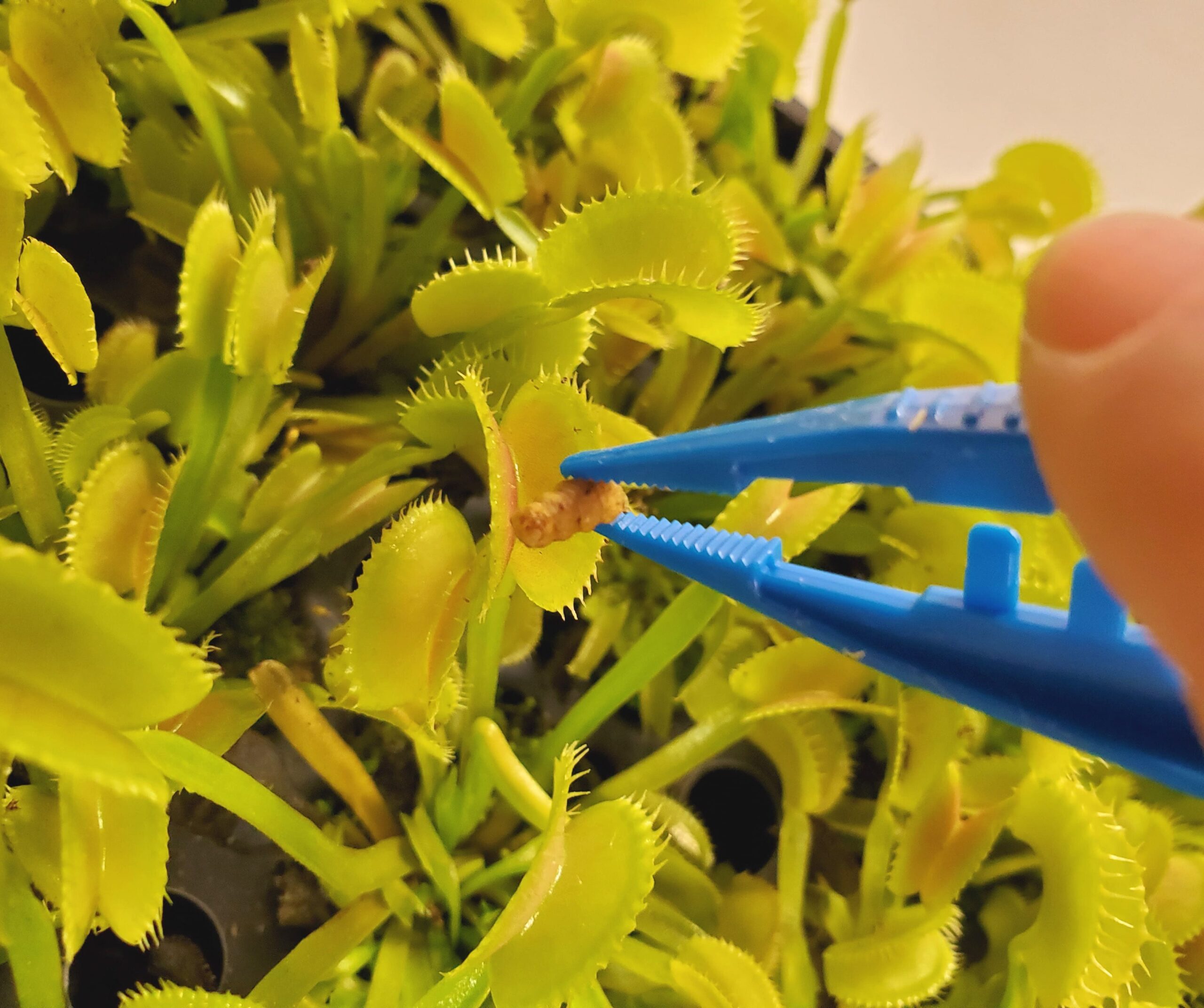 Our venus flytrap food is the perfect choice when looking for where to buy plant food for a venus fly trap. Buy with confidence- Nature Gift Store has been shipping food and plants for 15+ years!