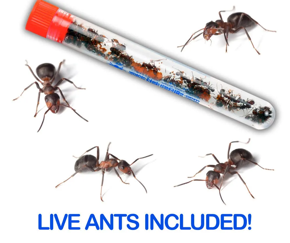 Tube of live ants